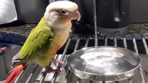 Cute parrot funny videos part 2