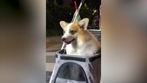Dog sitting in a cart