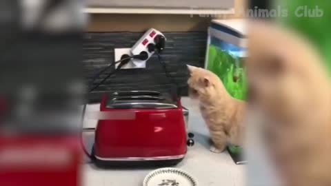 pourquoi ce chat s'est enfui?