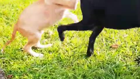 Dogs playing