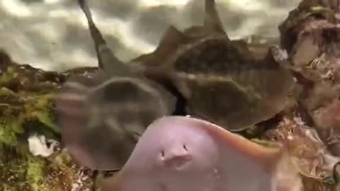 Excited Stingray Spits water Hello