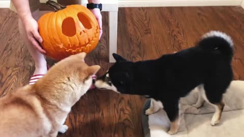 Halloween Pumpkin Carving with Two Shibas