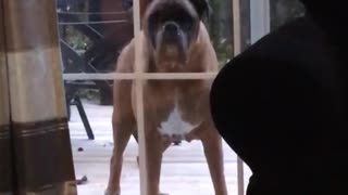 Dog standing outside knocks on door