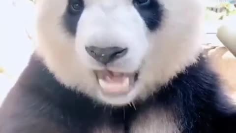 Cute panda eatnig!!