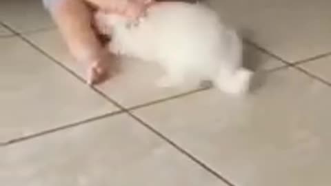 Innocent Babies Playing/Fighting with Cats