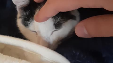 My cat taking afternoon nap in my bathrobe