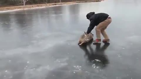 hikers helping a deer which is completely frozen