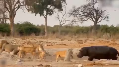 Lion's Failed Hunt Is Prevented By Hippo - Great Battle Of Lion Attack Hippo-5