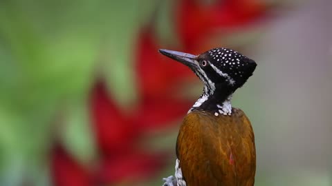 Close-up video of Greater Flameback Very nice clip