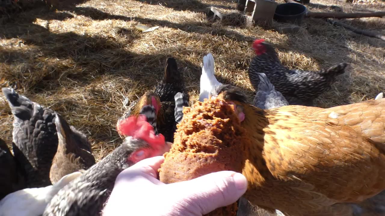 What do chickens think of canned B&M Brown Bread? I liked it. Why shouldn't they?