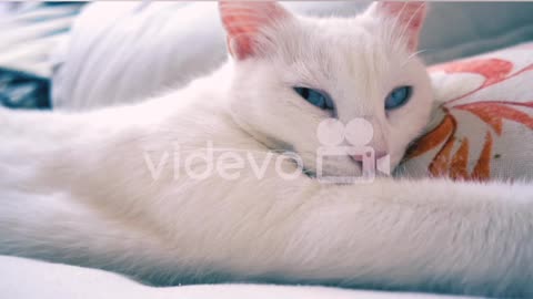 Cute cat videos for cut pat video my channel😚😚😚😚😊☺☺