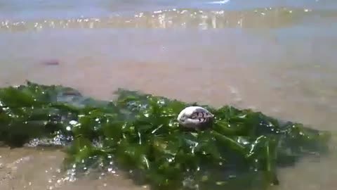 Shellfish on top of the seaweed, enjoy the sea and waves on a sunny day [Nature & Animals]