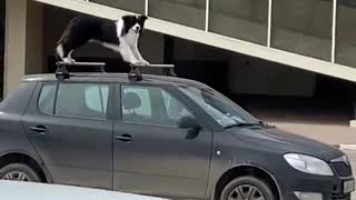 Agile Dog Stands Atop of Car