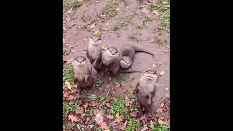 cutte baby animals videos compilations cute moment , of the animals - cutest animals # 16 (1)