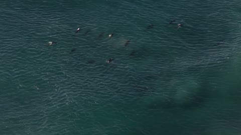 WS HA Pod of dolphins swimming near surface of water