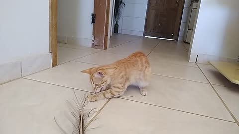 Nina playing with peacock feather