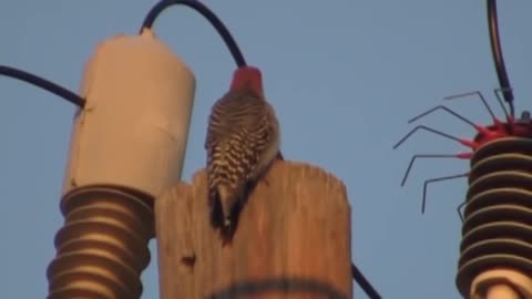 Bird Electric Shock Video Caught On Camera