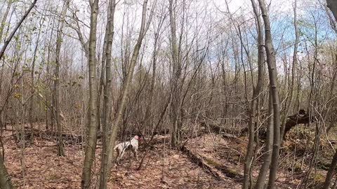 Spring Grouse Dog Training