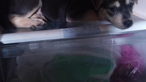 This Puppy Chills Off In The Most Unusual Place In The House