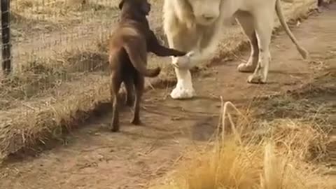 LION ASKING DOG FOR FORGIVENESS