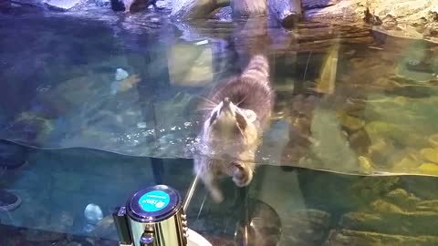 Is This Racoon Preparing For A Triathlon?!!!