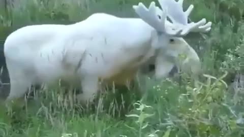 albino moose