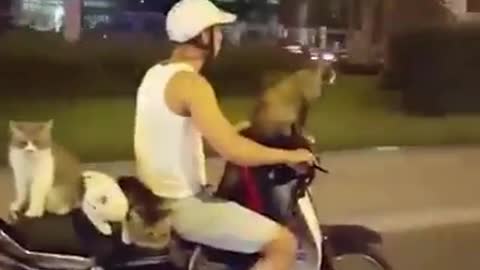 the dogs walk the streets by motorbike in vietnam