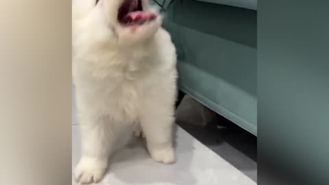 Dog entangled in a rope