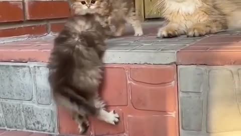 How helping Baby cat to baby cat😂😻😻😻😻😽