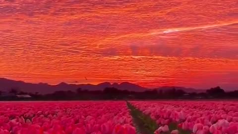 Check out the reds in the sunset over this beautiful tulip field!