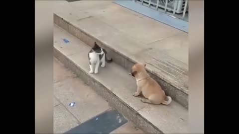 Cat VS Dog Funny Animal Videos