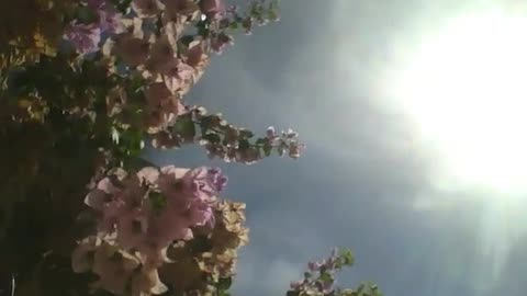 Flores de primavera recebem o calor de um grande sol de verão! [Nature & Animals]