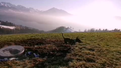 Bullterrier vs Amstaff running Fast in mountains