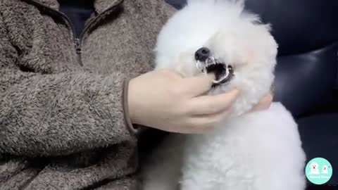 Dogs funny reaction to brushing teeth!