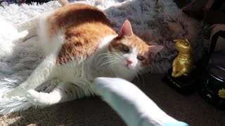 Annoying my cat with my foot