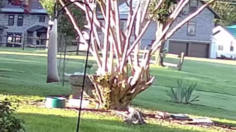 Hawk Attacks Pigeon