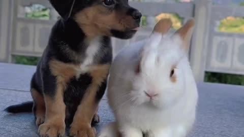 Puppy 🐶 and 🐇 rabbit