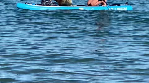 Sammy the Seal Hijacks Paddle Board