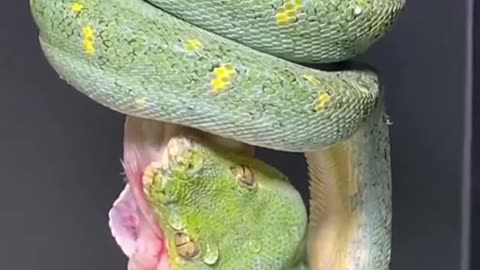 Green Tree Python having a meal.