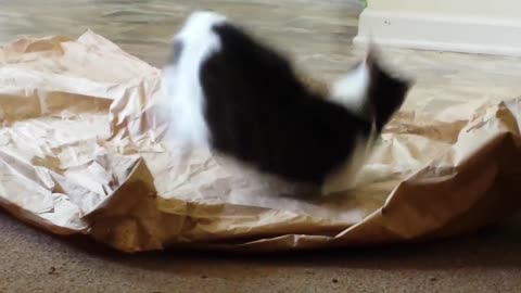 Funny cat attacks packing paper