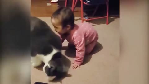 Baby Gets Knocked Over By Her Cat