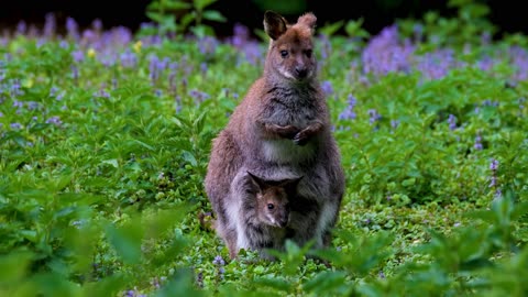 A Mother Wallaby with Baby in her Pouch