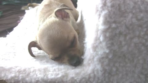 Cute Puppy Tries To Cuddle And Sleep With Her Sister