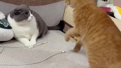 Funny cat video 🐾🐈