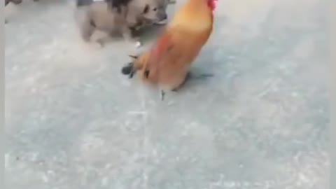 Dogs vs chicken fight - funny dog fight videos