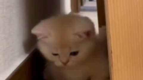 HELLO CUTE CAT