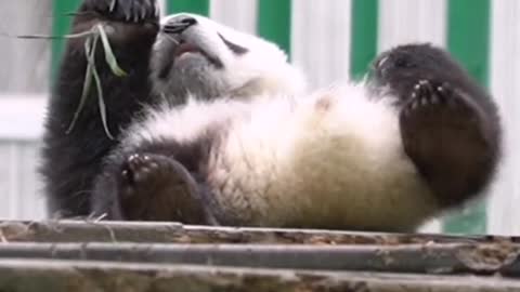 Panda animals video