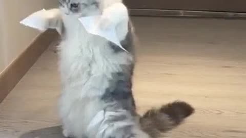 The cat stuck paper