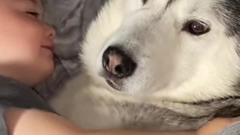 The Full 4 Year Story Of My Husky & Baby Becoming Best Friends and their relation