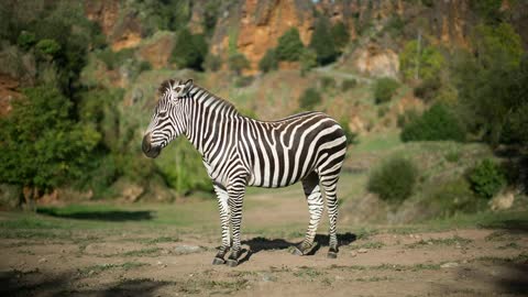 A standing zebra